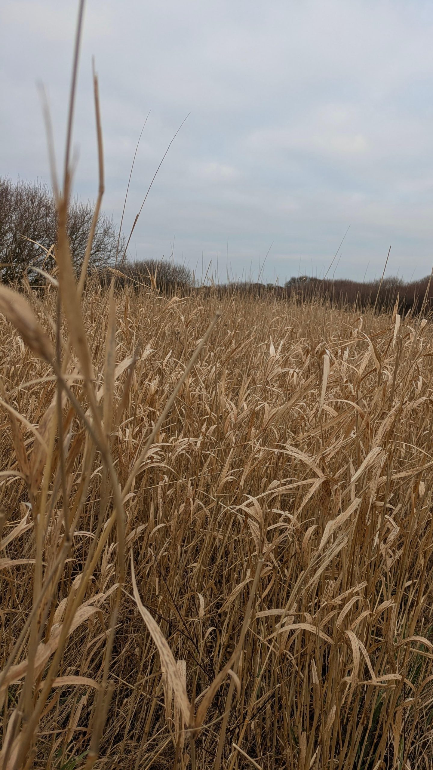 POTA Activation: GB-1608 Lytham St Anne’s Dunes
